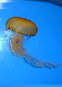 jellyfish